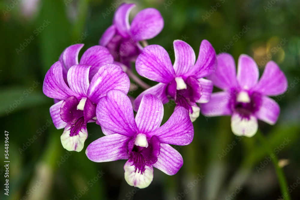 Group of purple white orchid flowers Group of purple white orchid flowers