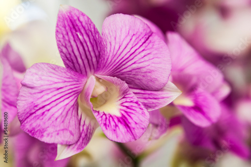 Fototapeta Naklejka Na Ścianę i Meble -  Group of purple white orchid flowers