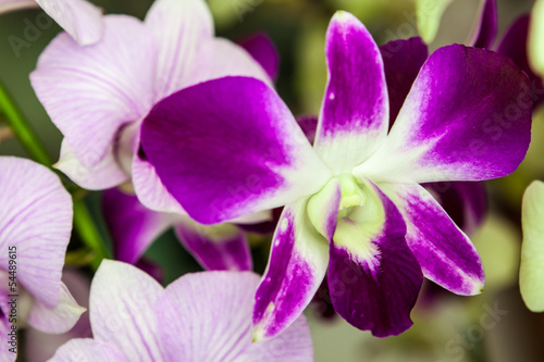 purple white orchid flower