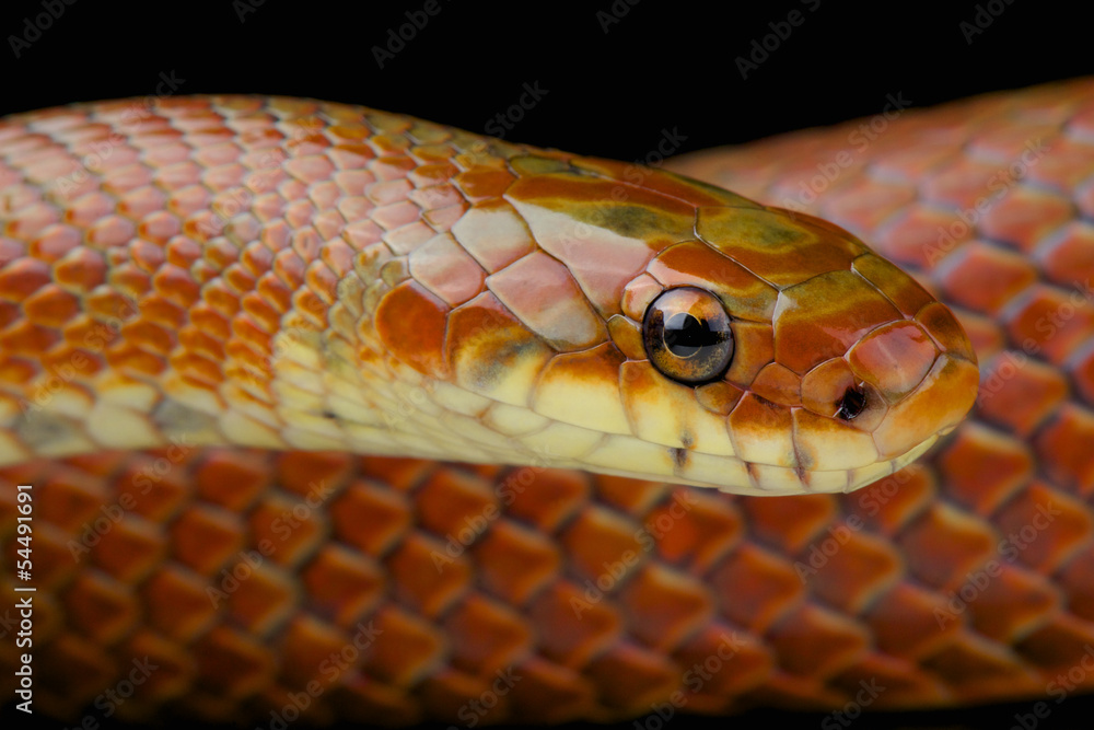 Japanese forest rat snake / Euprepiophis conspicillatus Japanese forest rat snake / Euprepiophis conspicillatus