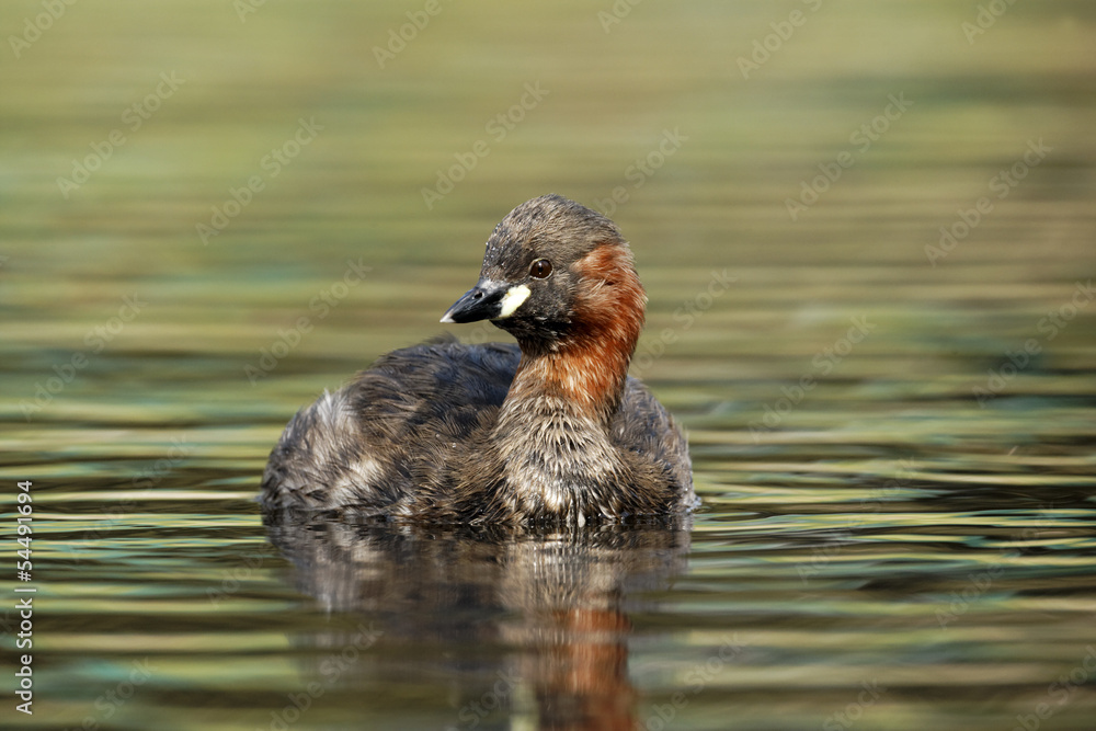 Little grebe or Dabchick, Tachybaptus ruficollis Little grebe or Dabchick, Tachybaptus ruficollis