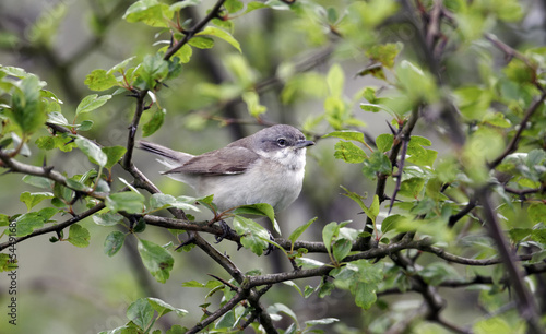 Lesser whitethroat, Sylvia curruca