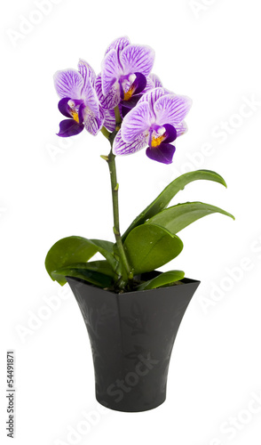 Small orchid  in the pot isolated on a white background