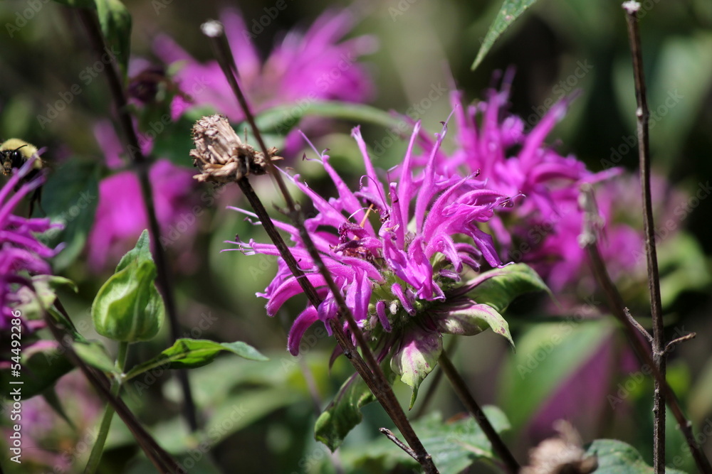 purple flowers purple flowers