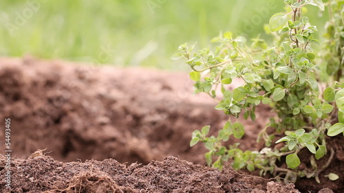 Planting herbs