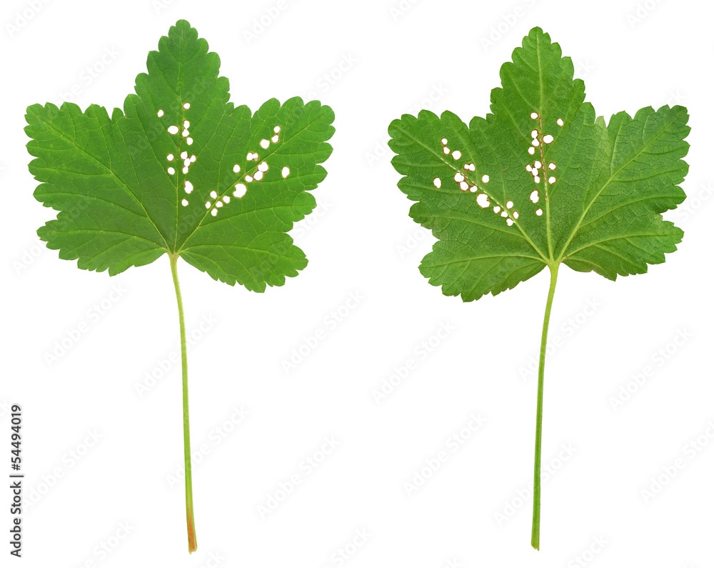 Fototapeta premium Red currant leaf attacked by Flea beetles