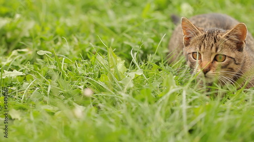 Cat laying and jumping in grass.