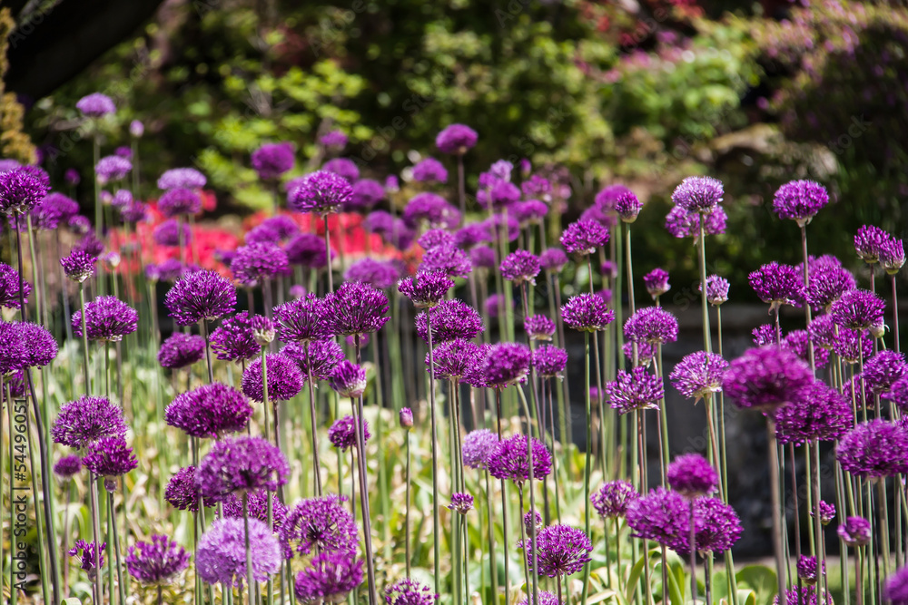 Naklejka premium Bodnant garden
