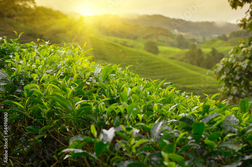 Canvastavla Tea plantation at Cameron Highlands, Malaysia