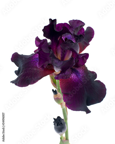 Fototapeta Naklejka Na Ścianę i Meble -  beautiful dark purple iris isolated on white background