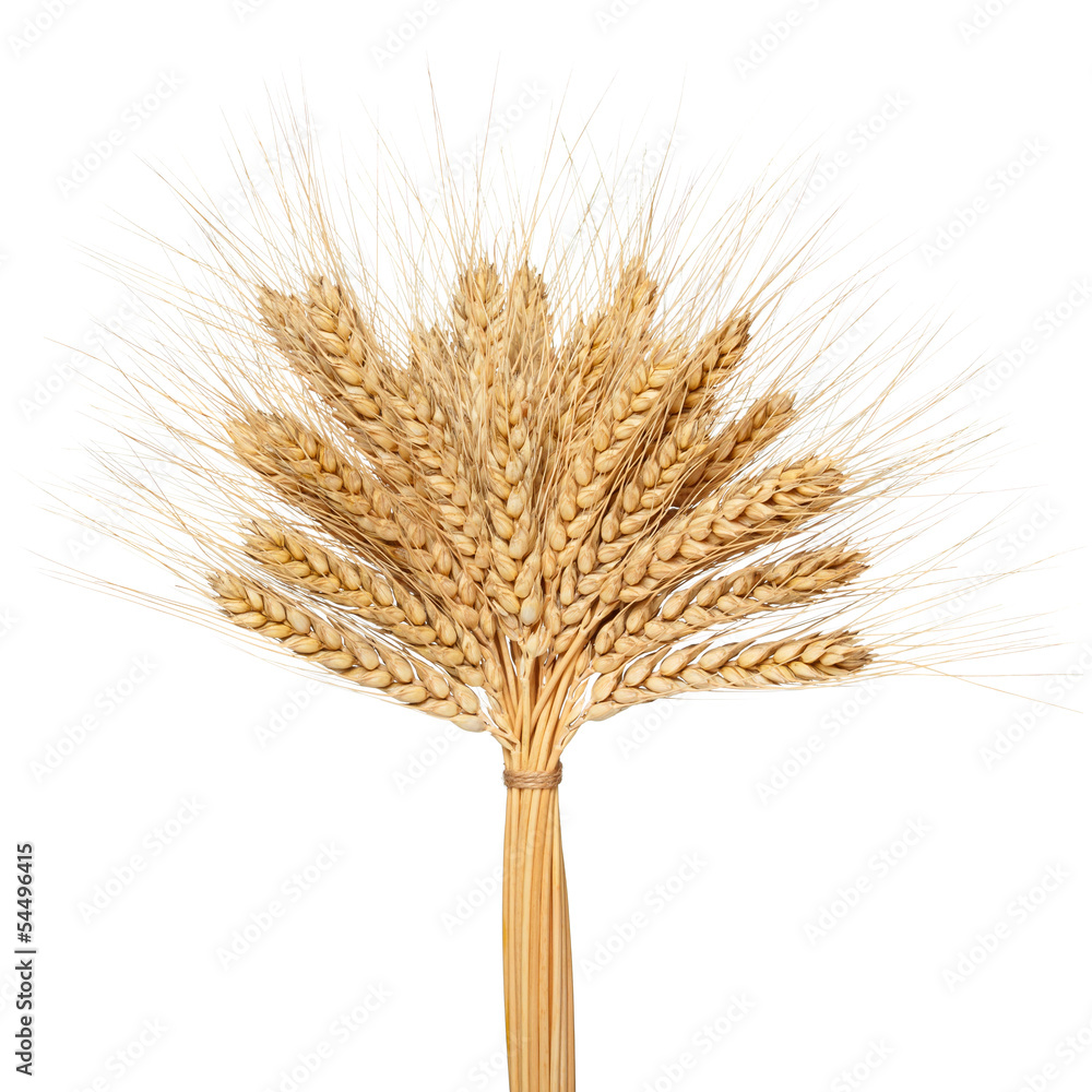 Fototapeta premium Wheat bunch isolated on white background