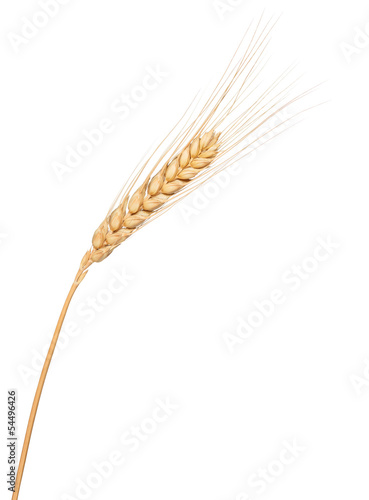 Wheat ear isolated on white