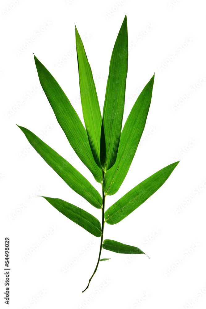 Bamboo leaves isolated on white background