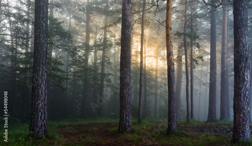 the sun's rays in a pine forest © zacupboss