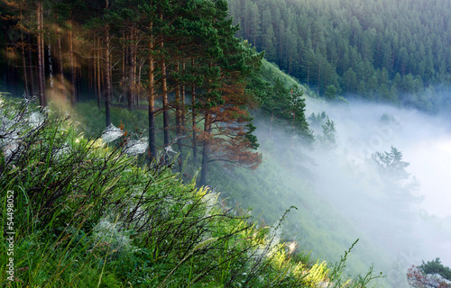 Fog on the edge of the forest
