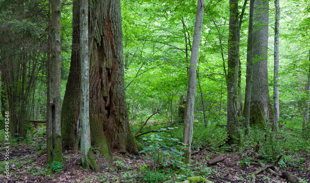 Monumental oak trees of Bialowieza Forest Monumental oak trees of Bialowieza Forest