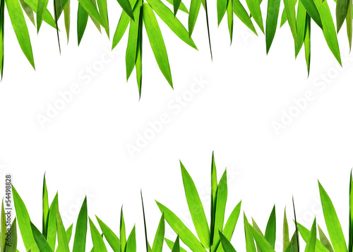 green bamboo leaves Background