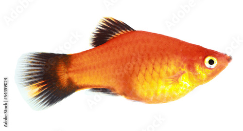 Molly fish isolated on white