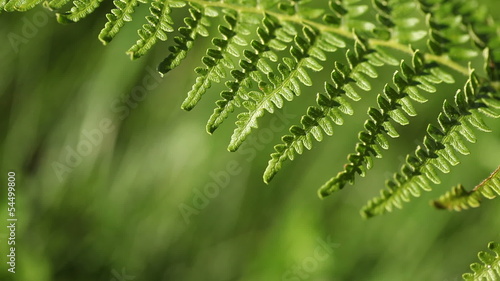 Fern and green grass blurred background