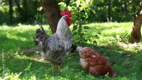 Hahn (krähend) und Henne auf Wiese unter Bäumen photo