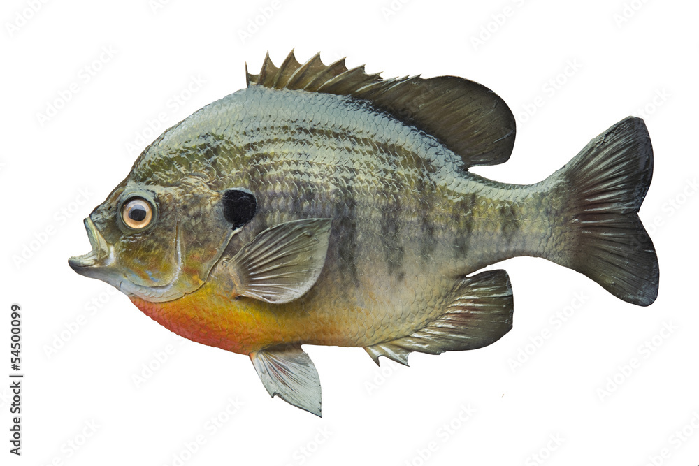 Obraz premium Bluegill sunfish isolated on white background