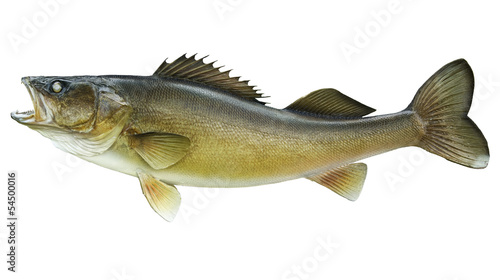 Big walleye isolated on a white background