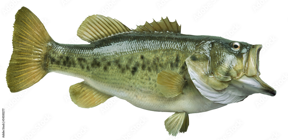 Fototapeta premium Largemouth bass isolated on white background
