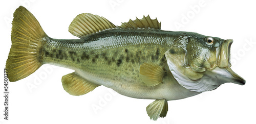 Largemouth bass isolated on white background