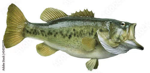 Obraz Largemouth bas odizolowywający na białym tle