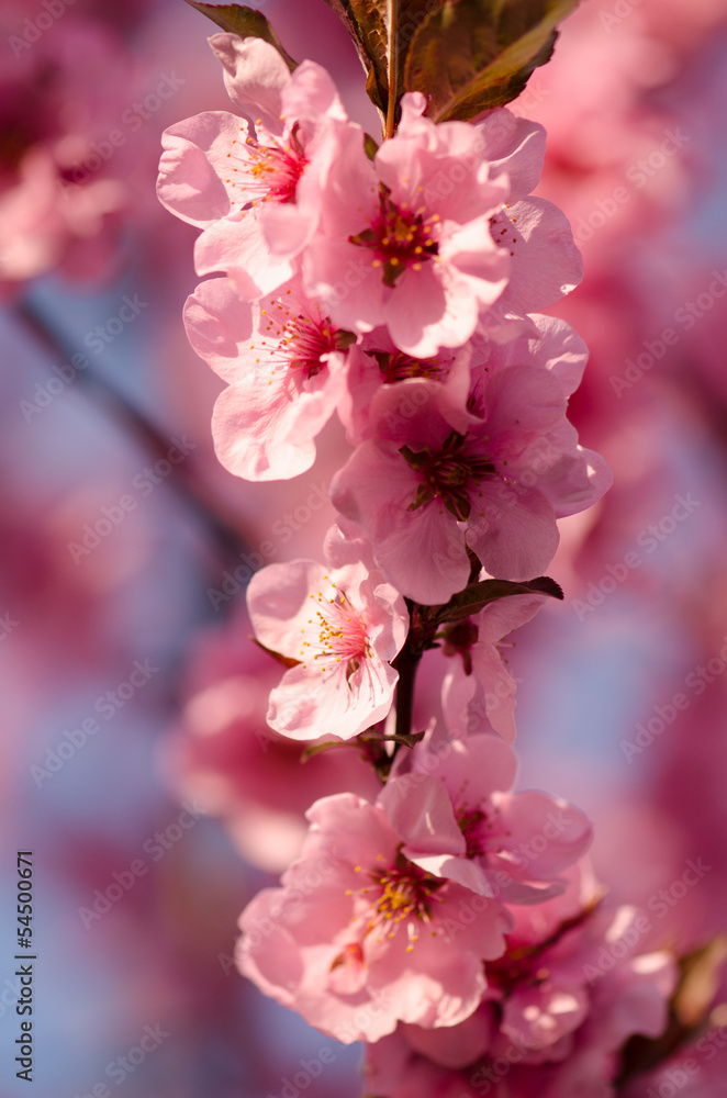 Japanese cherry blossom Japanese cherry blossom
