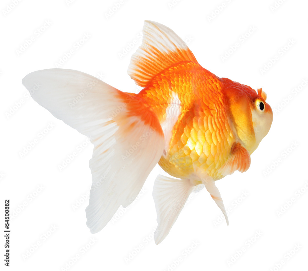 Gold fish. Isolation  on the white