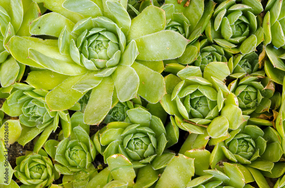 Sempervivum Sempervivum