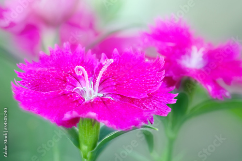 violet carnation flower