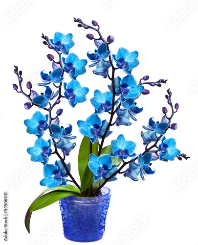 Fototapeta Naklejka Na Ścianę i Meble -  orchid in a pot isolated