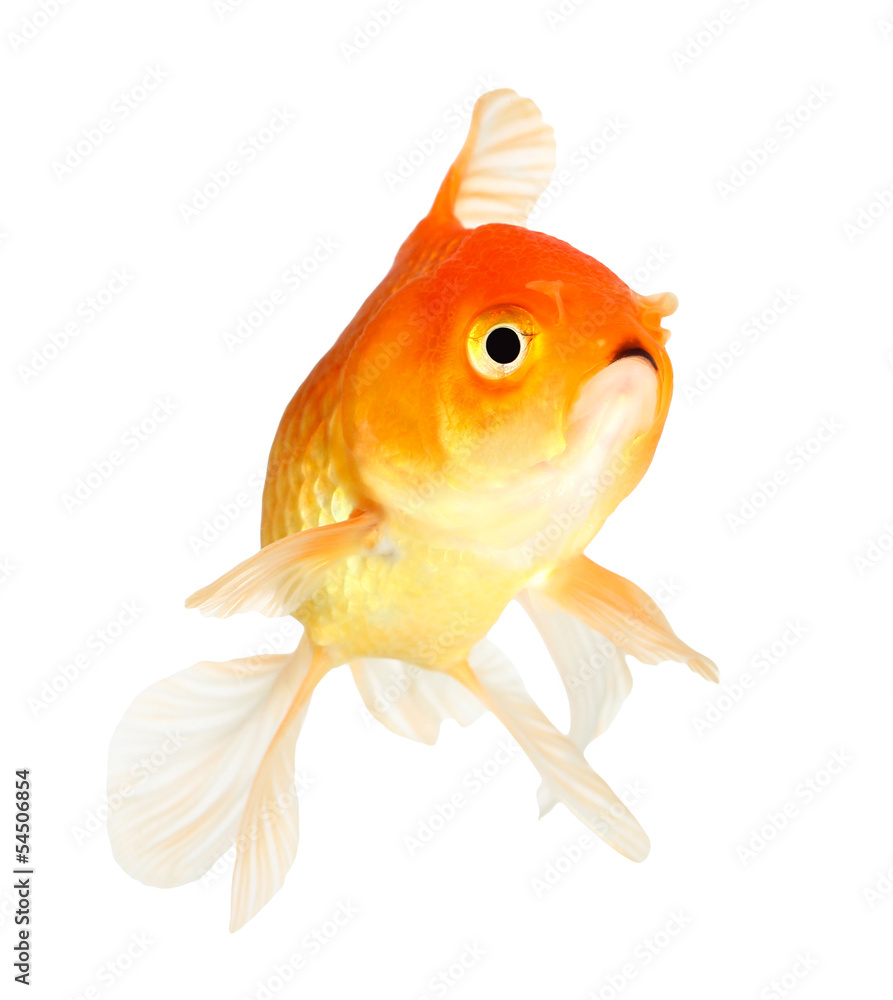 Fototapeta premium Gold fish. Isolation on the white