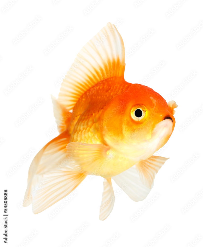 Gold fish. Isolation on the white Gold fish. Isolation on the white