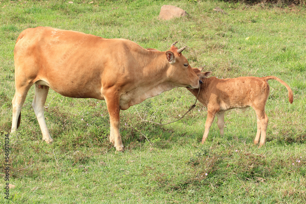 Cows