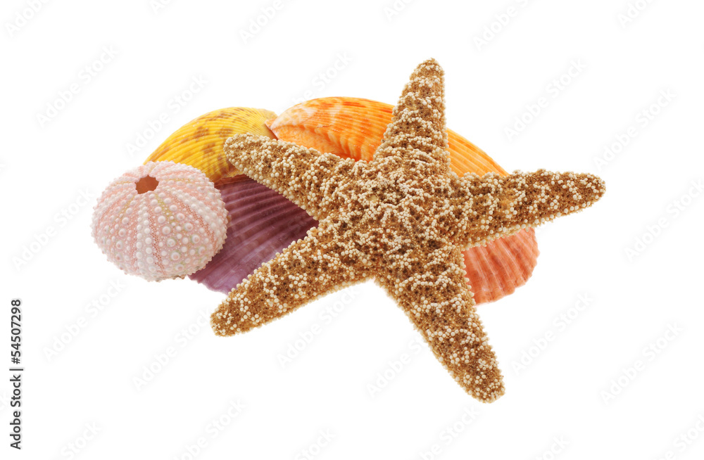 Starfish and seashells