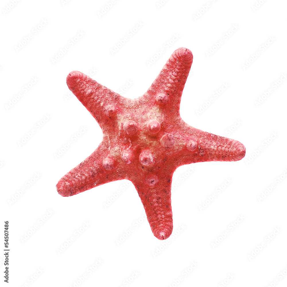 red starfish red starfish
