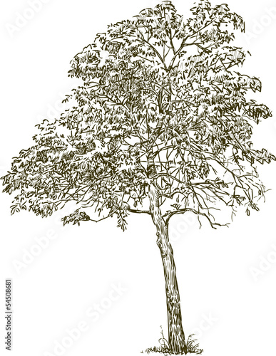 deciduous tree