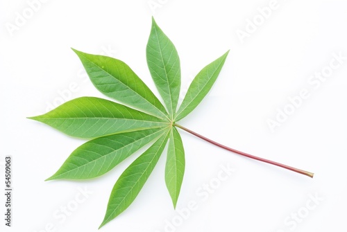 Green leaf isolate on white background  Cassava