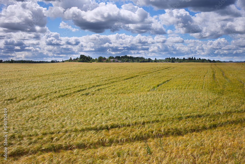 Barley field.