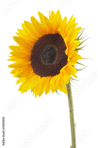 Fototapeta Naklejka Na Ścianę i Meble -  Sonnenblume