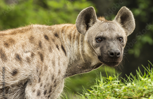 Spotted Hyena in the wild 