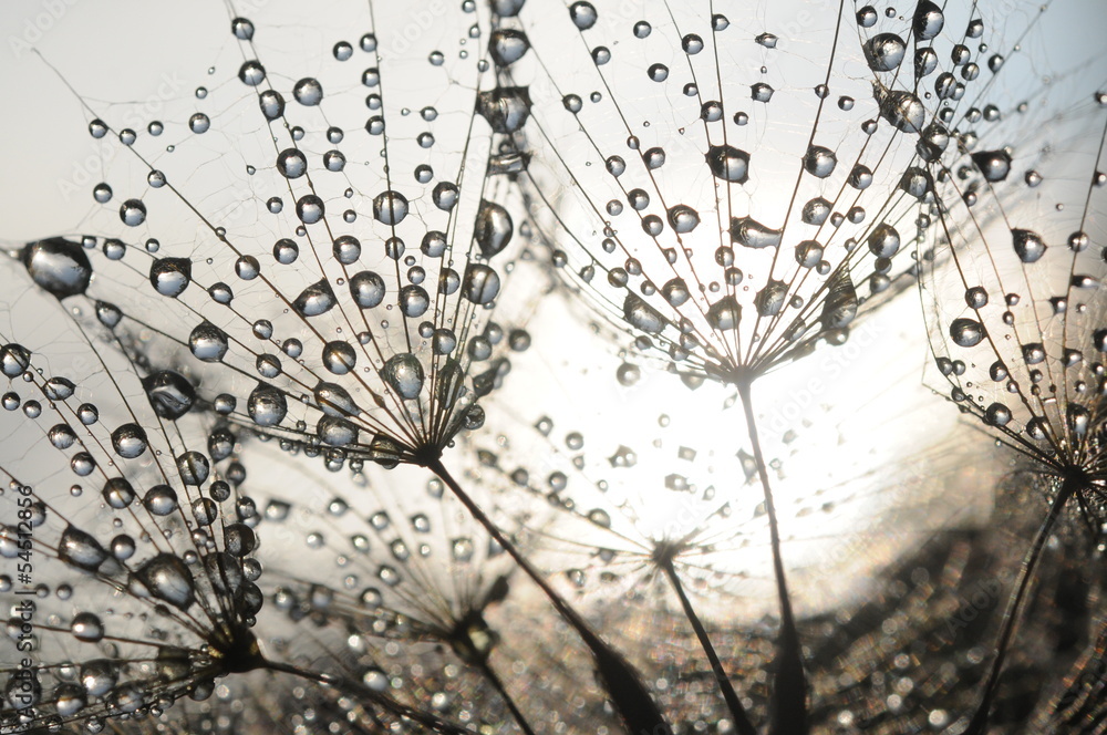 Dandelion seeds with dew drops - obrazy, fototapety, plakaty 