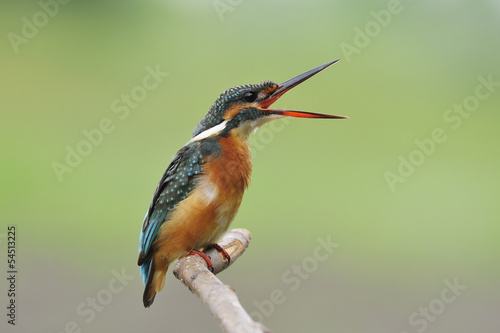 Open your mouth, Common Kingfisher (female) in Thailand