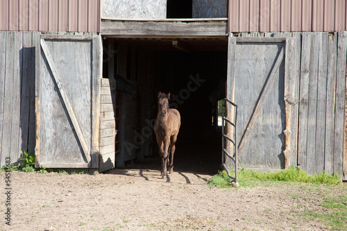 Foal photo