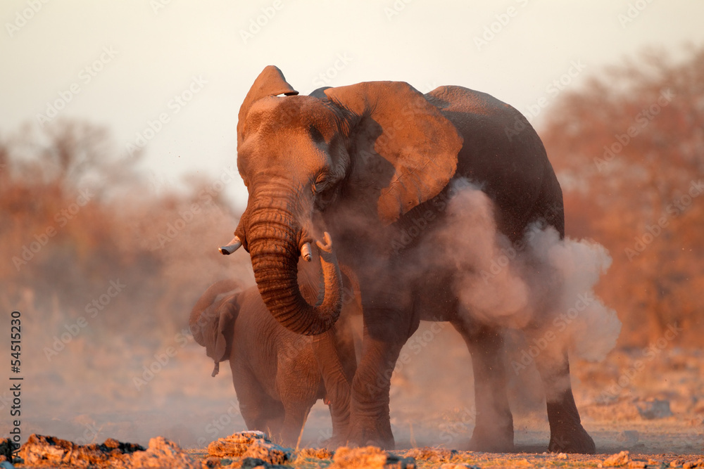 Obraz premium Słoń afrykański pokryty kurzem, Etosha N / P