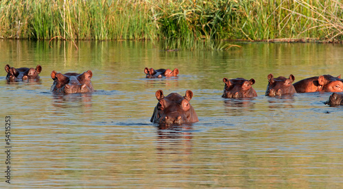 Tela Hippopotamus in water