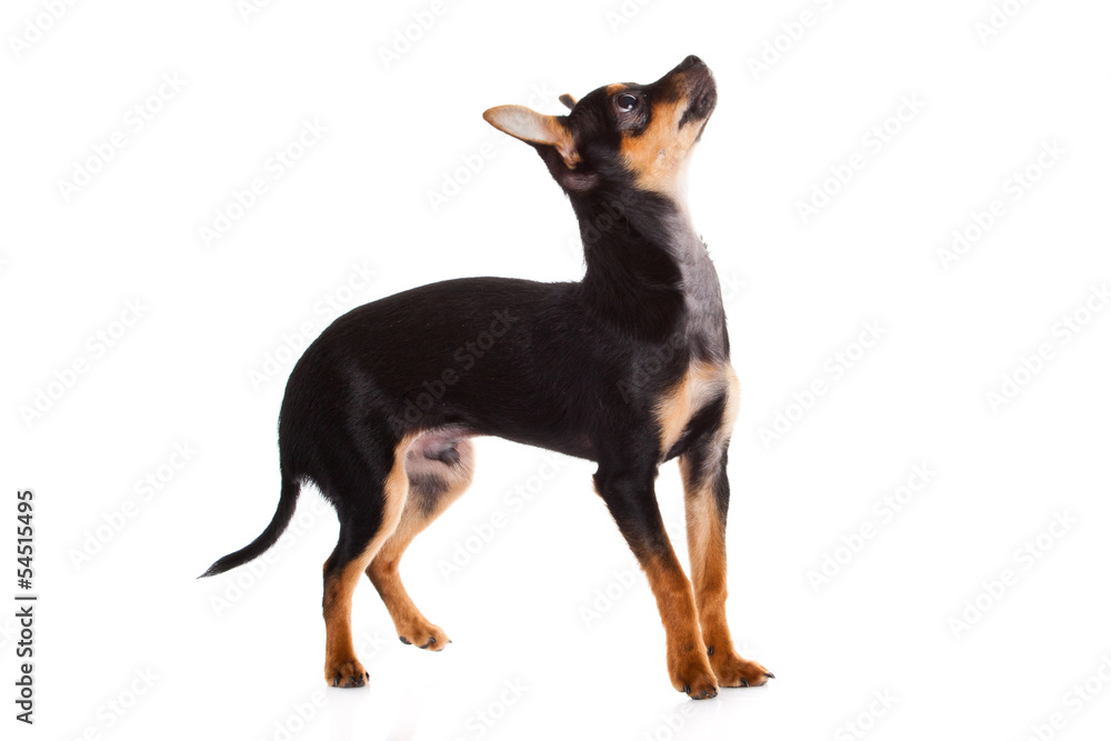 chihuahua isolated on white background chihuahua isolated on white background